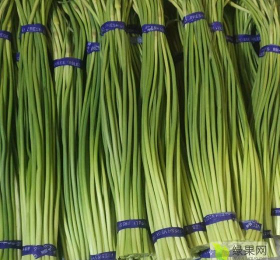新蒜苔最新價(jià)格行情分析