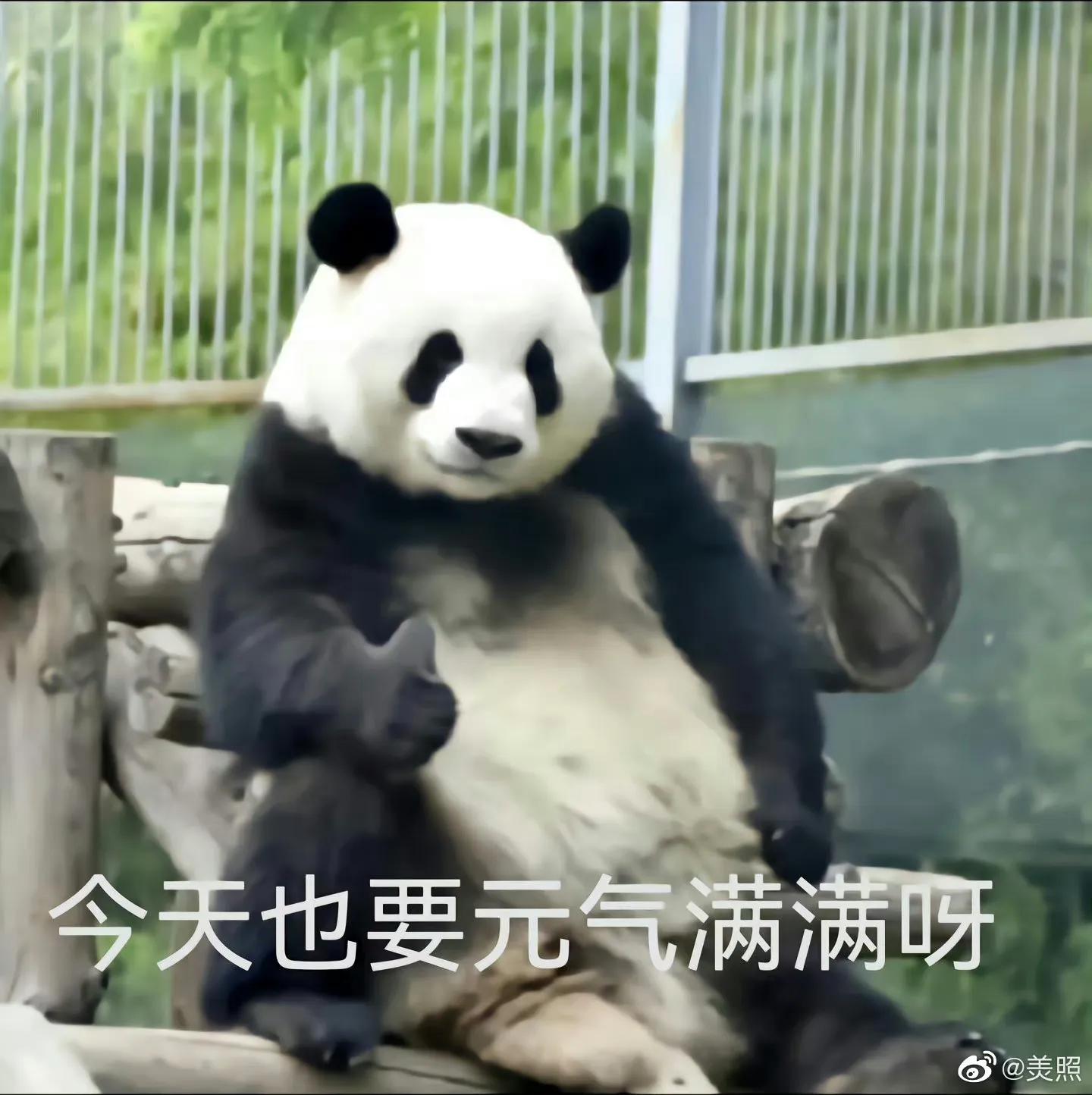 大熊貓萌蘭的最新視頻，自然之子的魅力展現