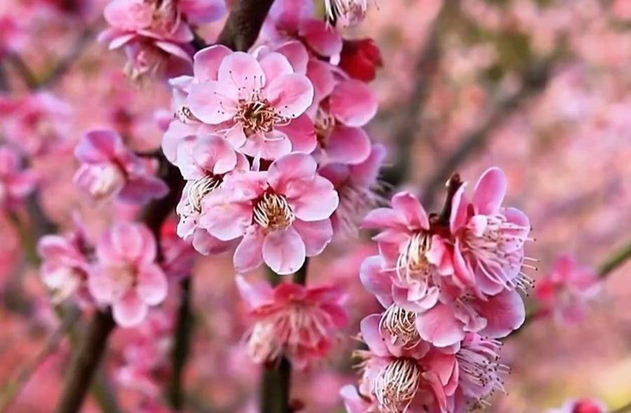 春暖花開之際，探索性八的最新地址