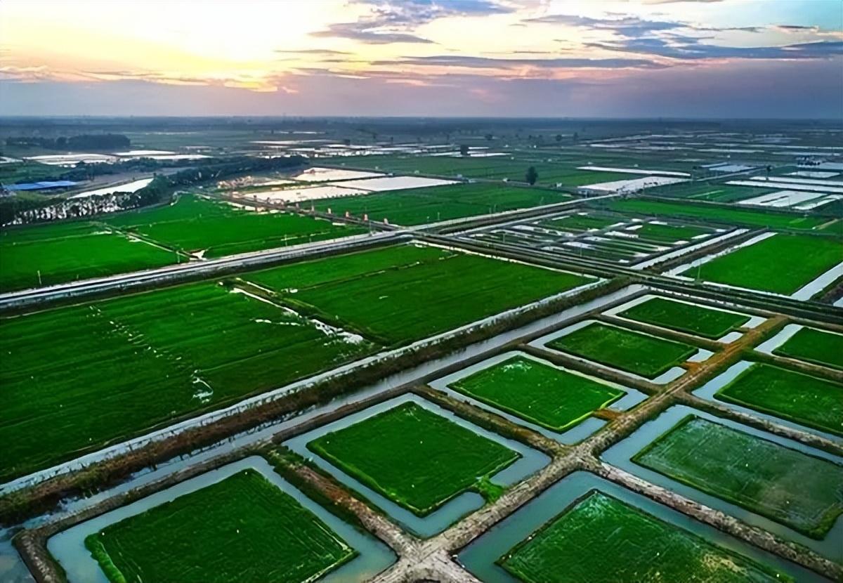 最新江蘇鯽魚收購價格分析