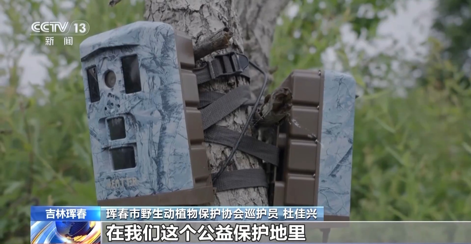 琿春虎豹公園最新進展，自然保護與可持續發展的雙贏戰略