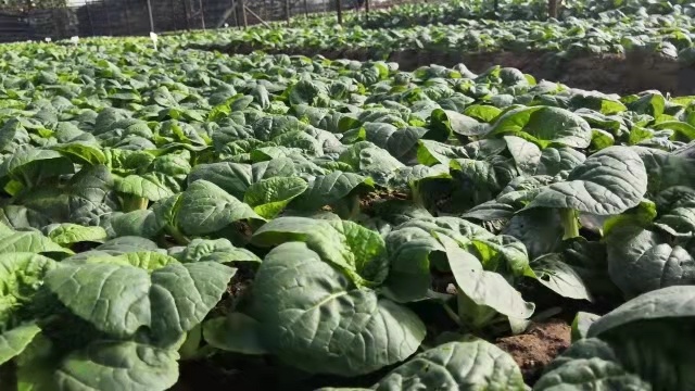 青菜最新品種，種植、特點與應用前景