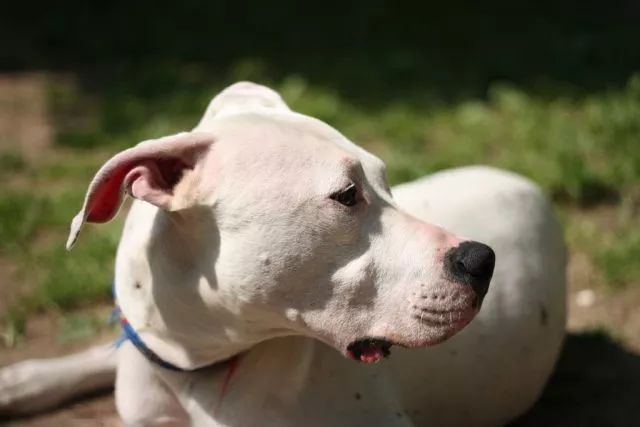 最新涼山小獵犬出售，探索涼山小獵犬的魅力與購買須知