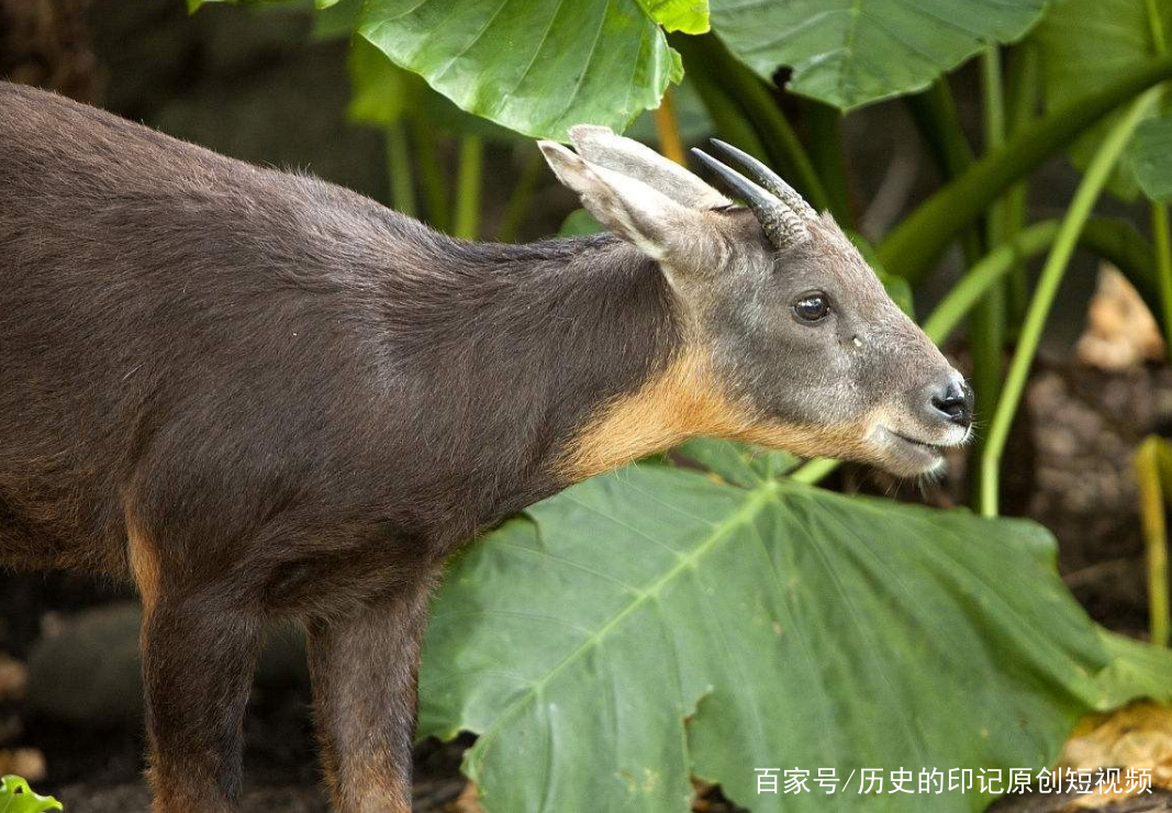 四不像今晚必中一肖——探尋神秘預測背后的故事