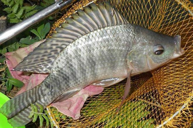 最新釣大羅非魚視頻，探索技巧與策略的藝術