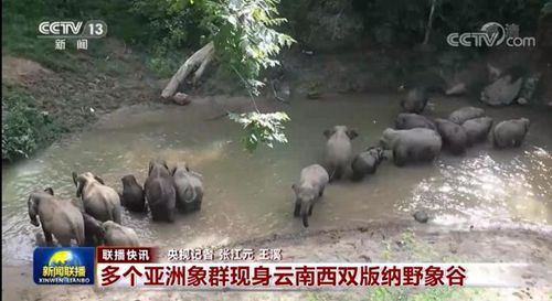新澳門黃大仙三期必出背后的犯罪問題探討