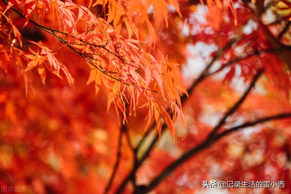 最新巴南五洲園紅葉的魅力與奇幻之旅