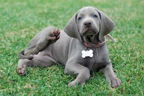 最新魏瑪犬，深入了解這一優(yōu)秀犬種