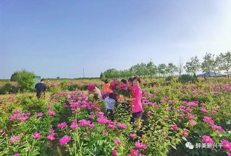 興平花田公社最新消息，綻放的田園新篇章