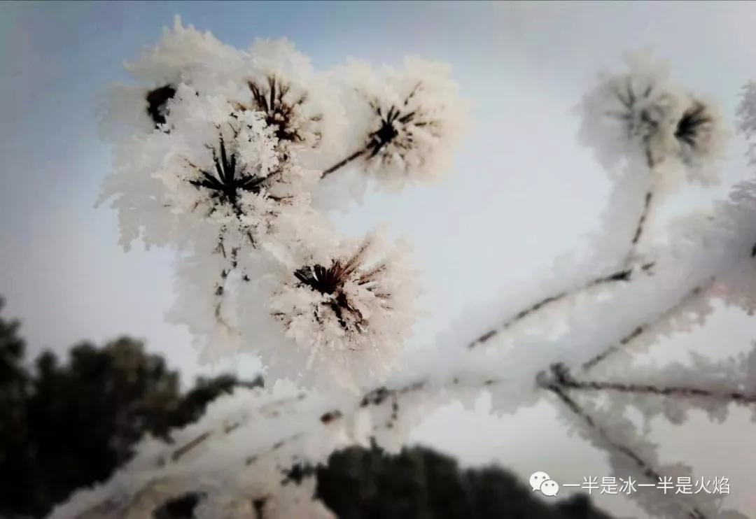 雪之舞第九套最新版，舞動冬季的魅力與風采