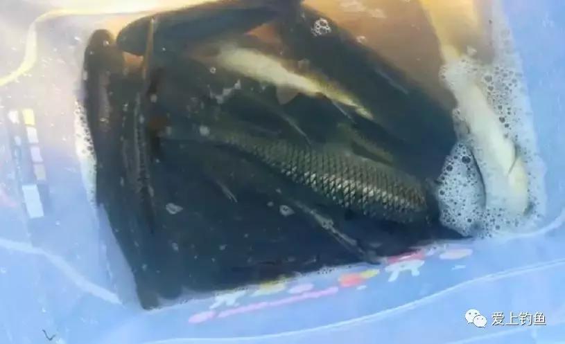 仁壽黑龍灘鎮最新消息，發展與變化的步伐不斷前行