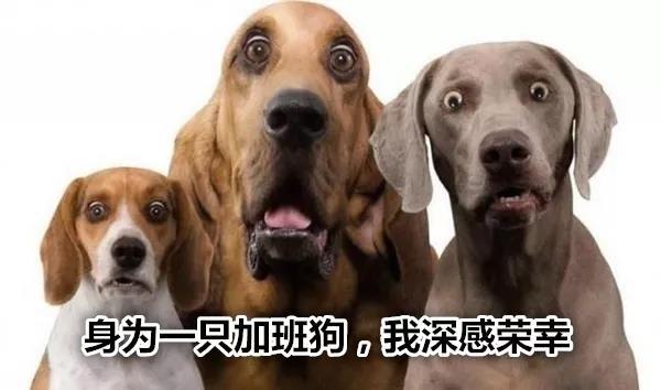 三官六院狗語者最新，揭秘人與犬的神秘交流