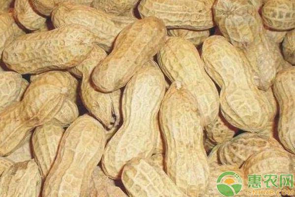 全國花生米最新價格一覽