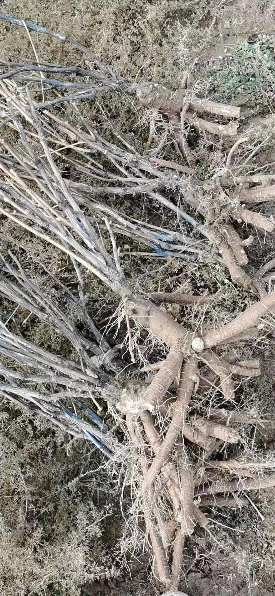 最新牡丹子收購價格分析