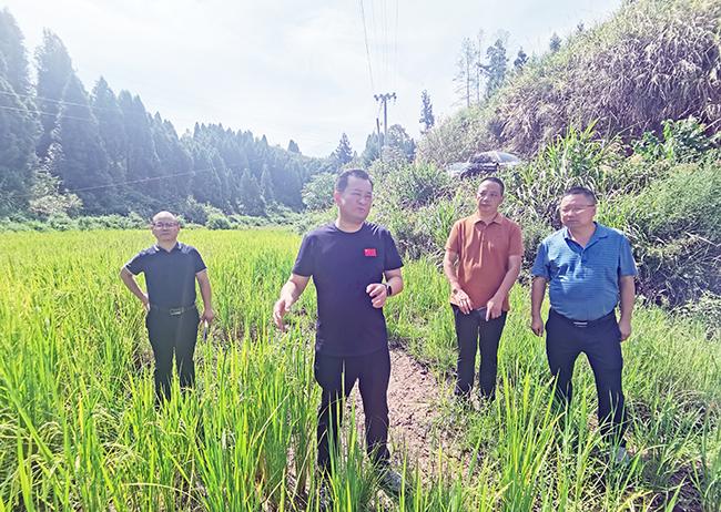 沅陵政府網最新消息全面解讀