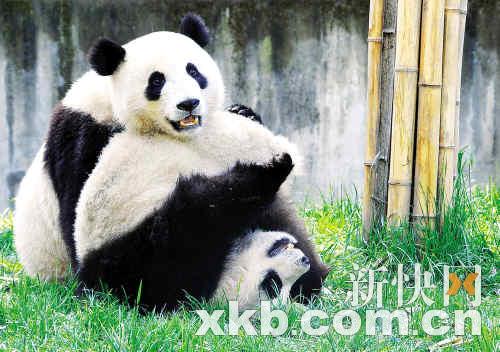 熊貓團團圓圓最新消息，生活、成長與人們的關注